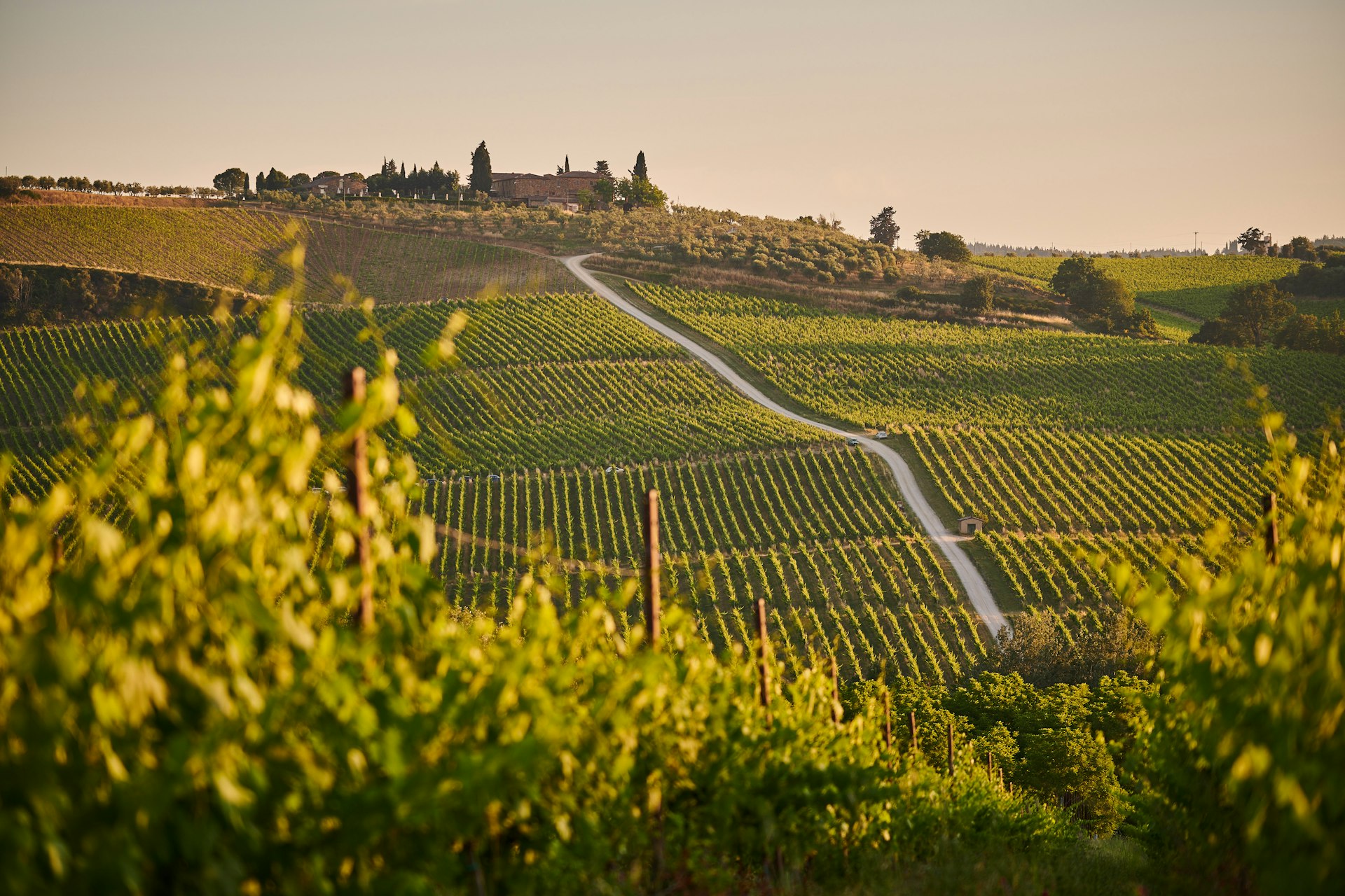 Filari di vite su una collina del Chianti al tramonto